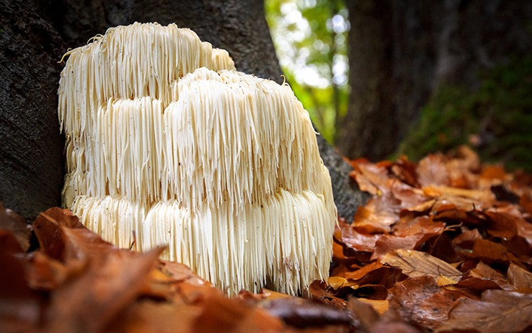 Lion's Mane - A Powerful Fungi Fuel