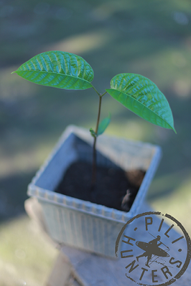 young sprouted pili nut