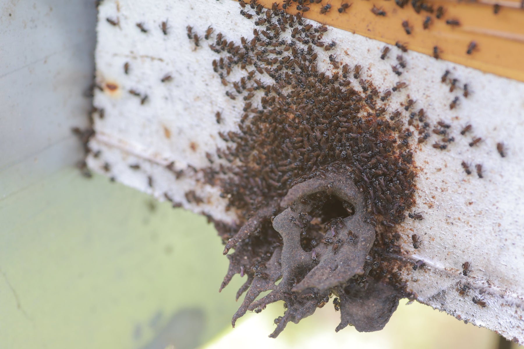 kiwot stingless bees
