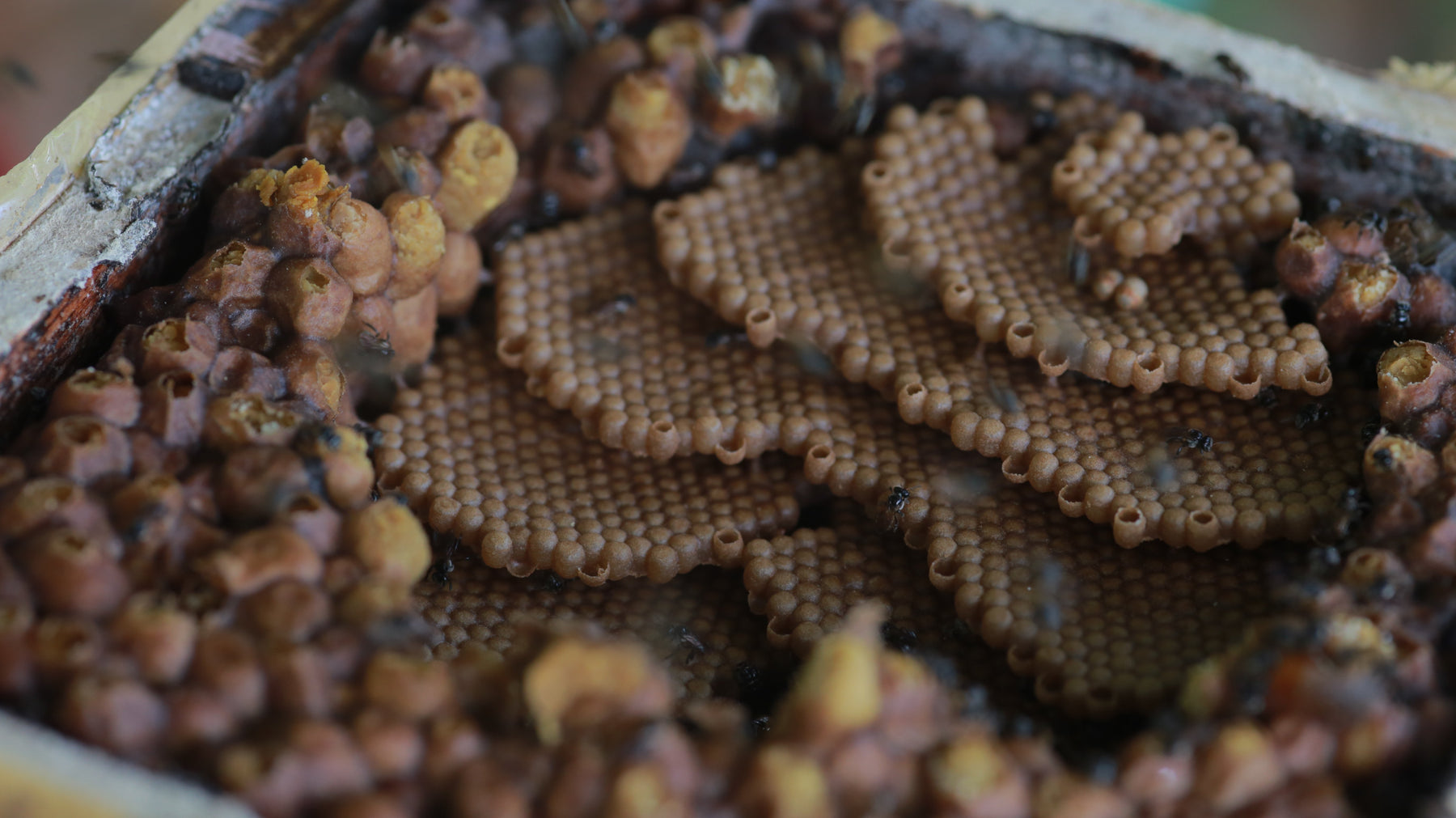 kiwot stingless bees