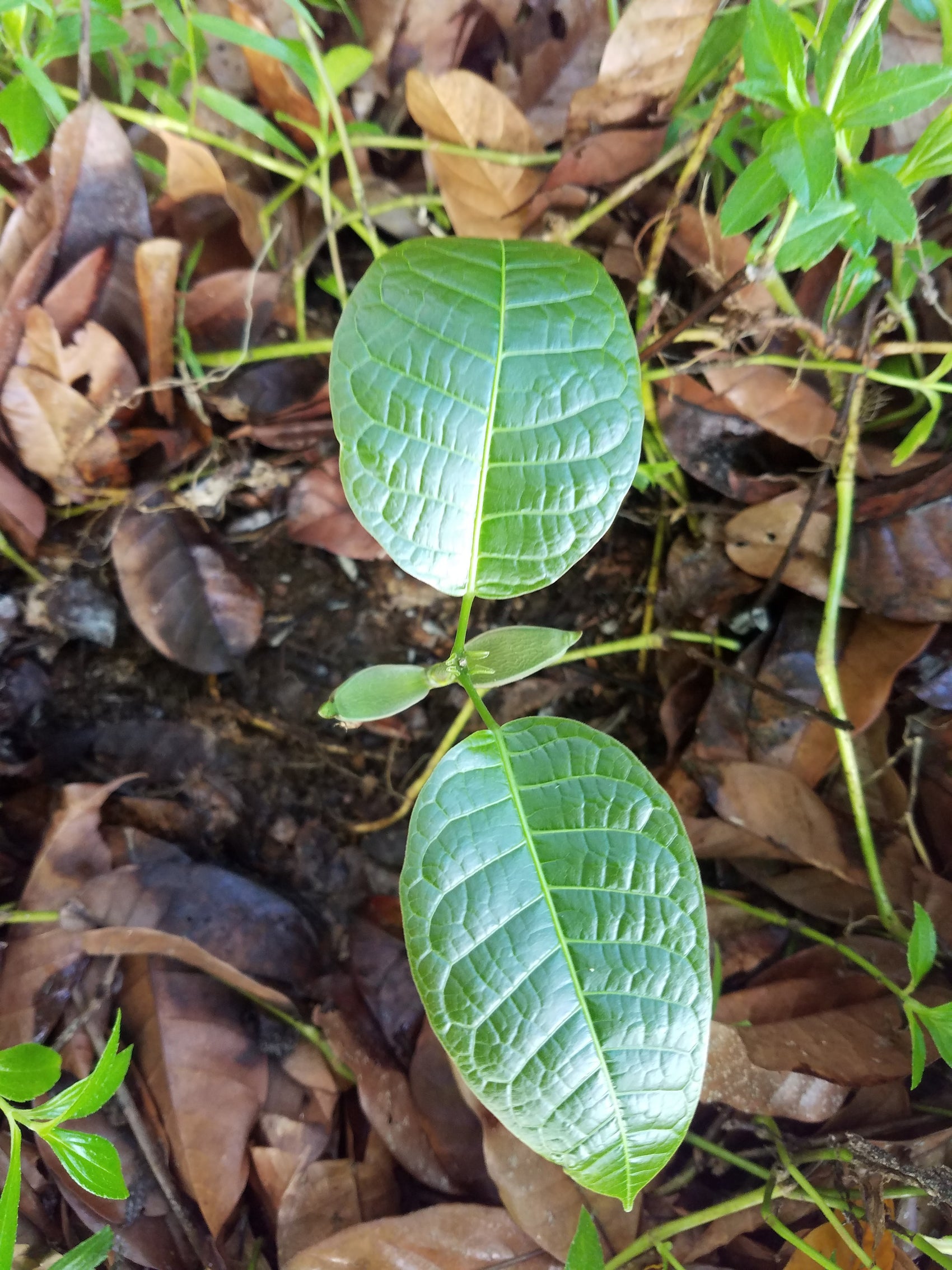 Pili Tree Ripe Pili Tree Donated and Planted in the Philippines by Pili Hunters