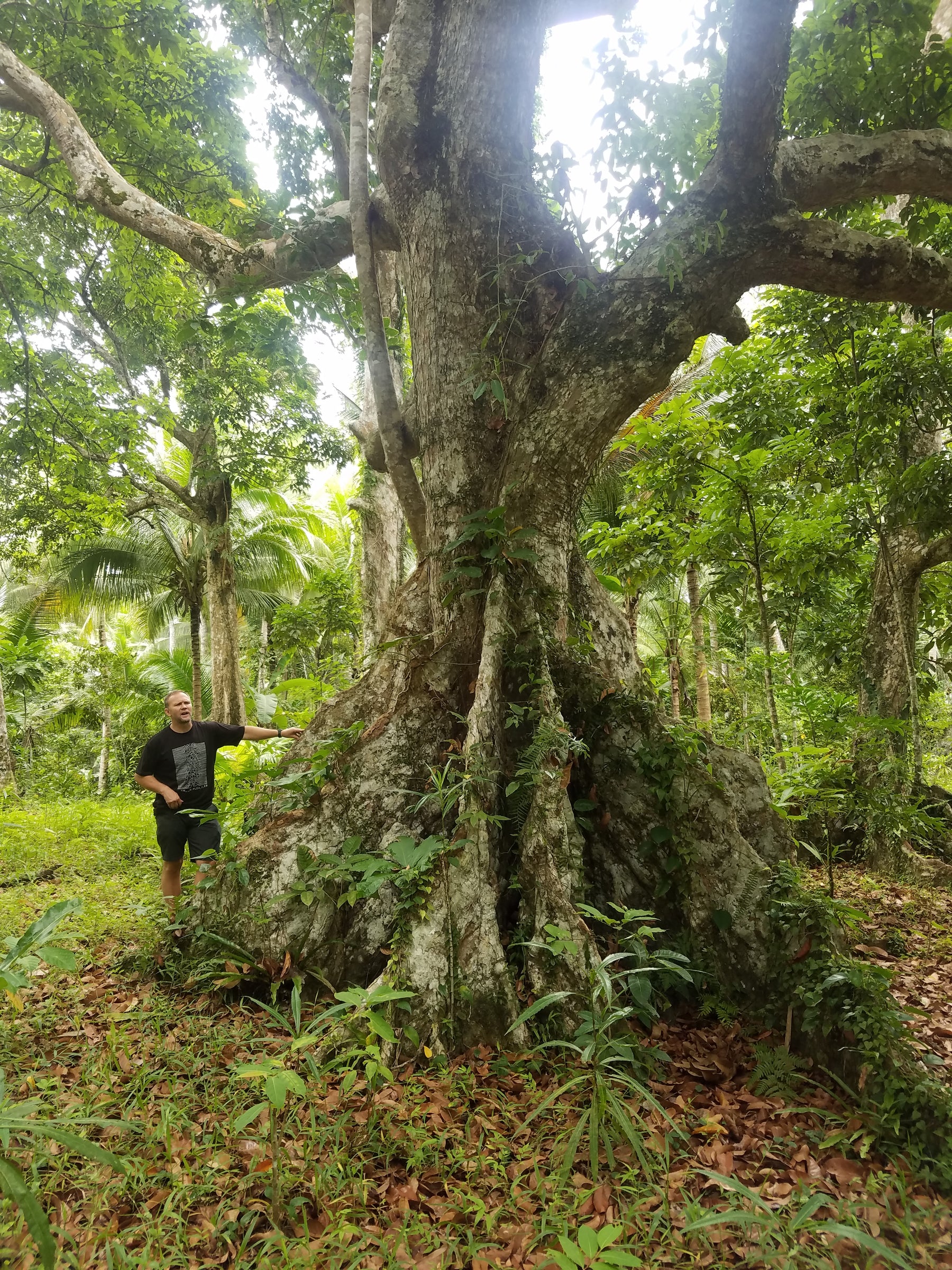 Pili Tree Donated and Planted in the Philippines by Pili Hunters