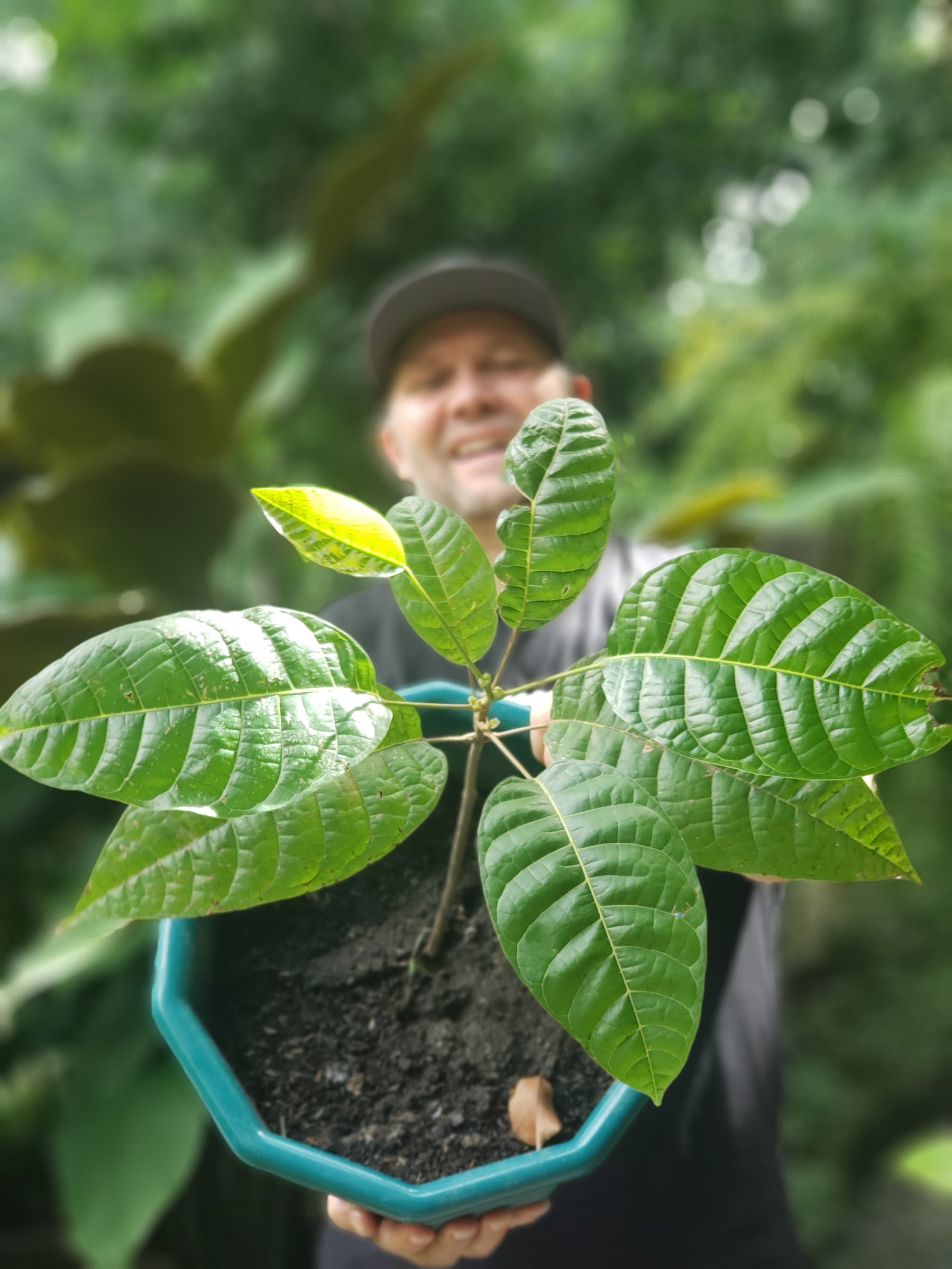 Pili Tree Donated and Planted in the Philippines by Pili Hunters